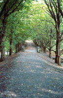 chestnut walk